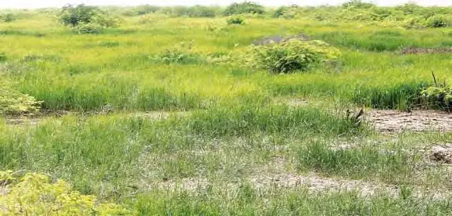 Banni Grasslands