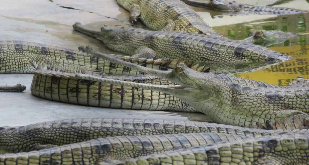 Crocodile Breeding Centre