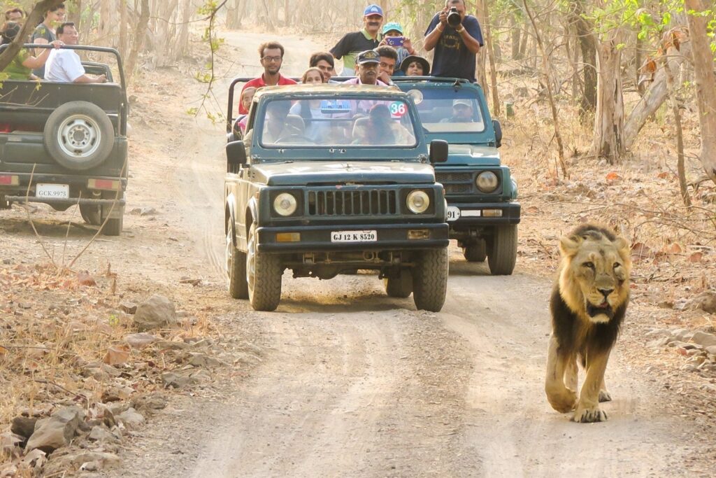 Gir National Park Jeep Safari